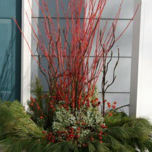 Red Twig Dogwood Stems Fashion