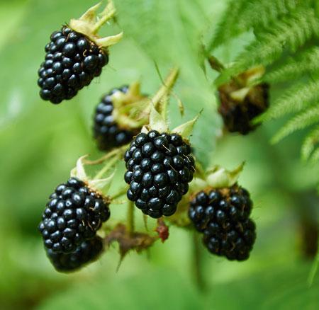 Thornless Blackberry For Discount