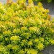 Sedum Angelina Hot on Sale