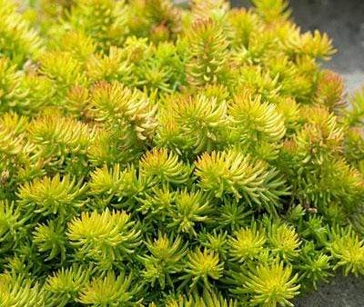 Sedum Angelina Hot on Sale