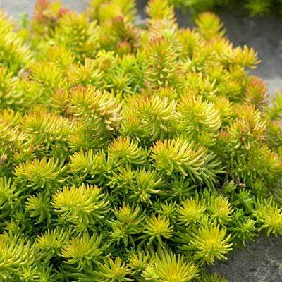 Sedum Angelina Hot on Sale