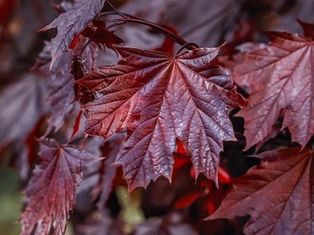 Crimson King Maple Tree For Sale