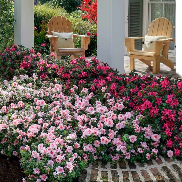 Autumn Belle™ Encore® Azalea Shrub Cheap