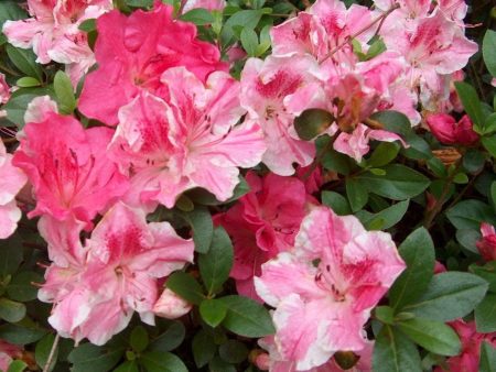 Azalea Conversation Piece Shrubs Discount