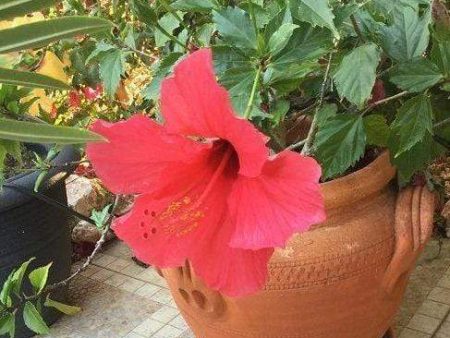 Red Tropical Hibiscus Bush Online