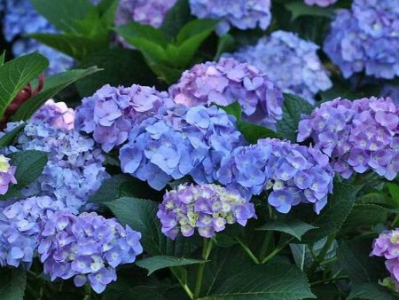 Let s Dance Blue Jangles Hydrangea Shrubs Online Hot Sale