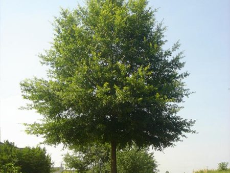 Willow Oak Tree Discount