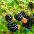 Thornless Blackberry For Discount