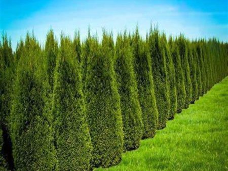 Emerald Green Arborvitae Trees Supply