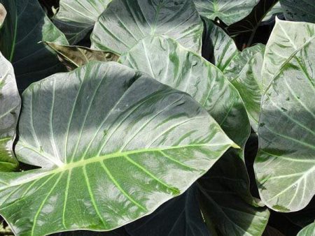 Alocasia Regal Shields Elephant Ear Online Sale