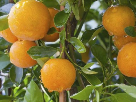 Hamlin Sweet Orange Trees Supply