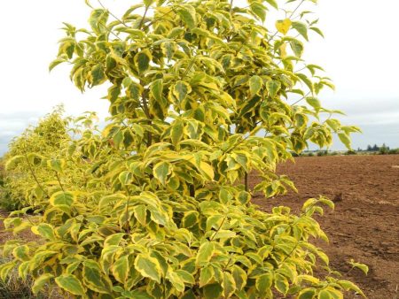 Summer Gold Dogwood Trees Supply