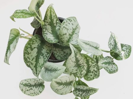 Silver Satin Pothos Plants For Cheap