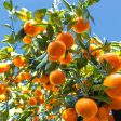 Arctic Frost Satsuma Tree Online now