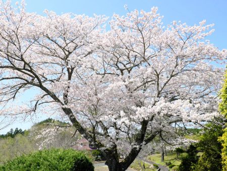 Yoshino Cherry Tree Online