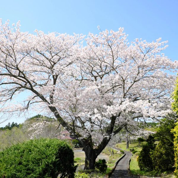 Yoshino Cherry Tree Online