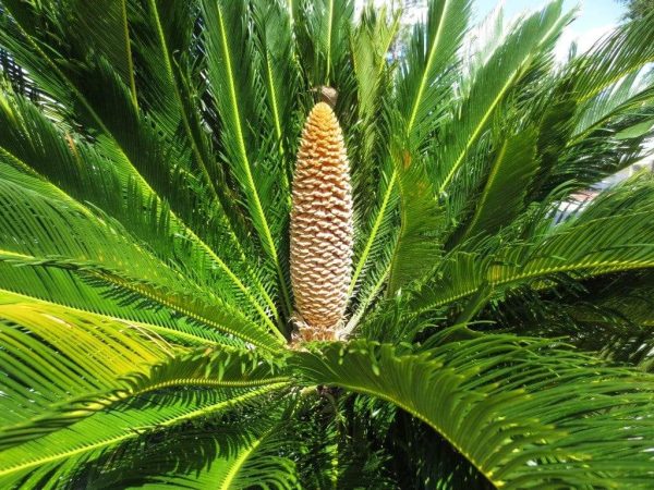 Sago Palm Plants Hot on Sale