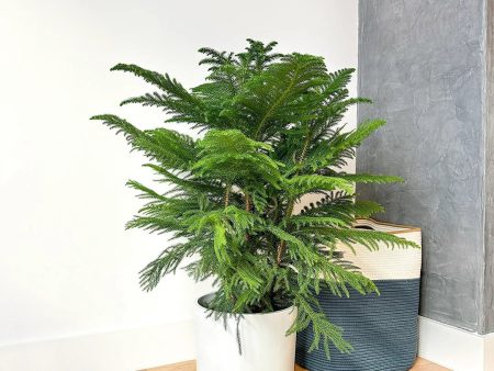 Norfolk Island Pine Supply