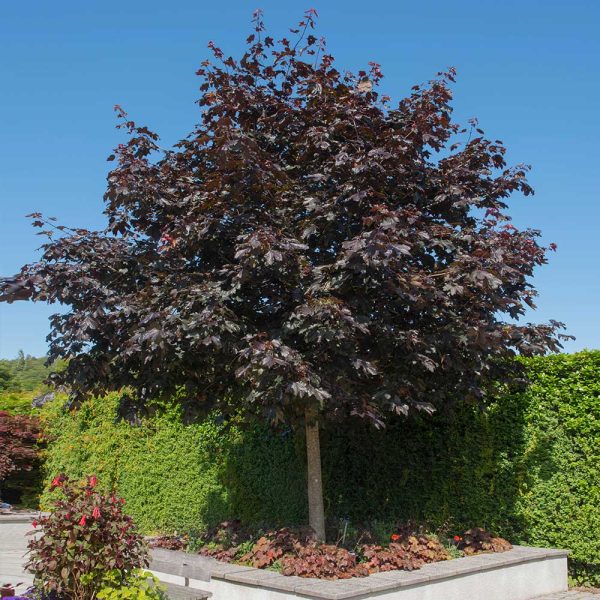 Crimson King Maple Tree For Sale