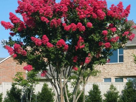 Dynamite Red Crape Myrtle Trees Cheap