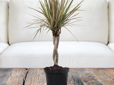 Dracaena Bi-Color Braided Plant For Cheap