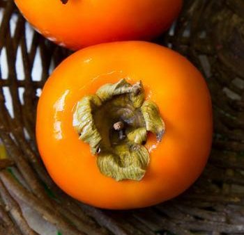 Weeping Persimmon Sale