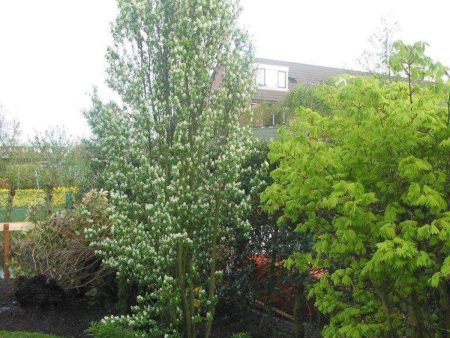 Standing Ovation Serviceberry Trees Amelanchier Supply