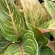 Aglaonema Golden Flourite Plants on Sale