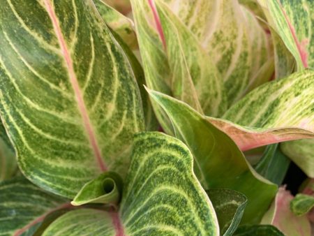 Aglaonema Golden Flourite Plants on Sale