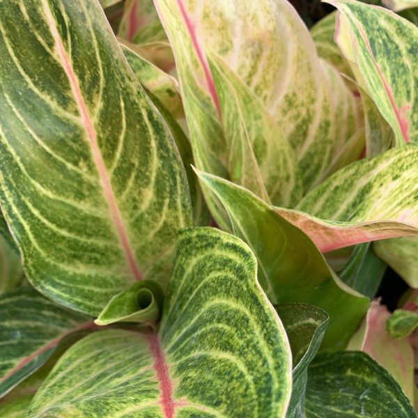 Aglaonema Golden Flourite Plants on Sale