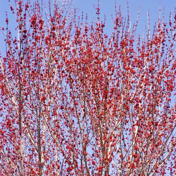 Red Sunset Maple Tree Online now