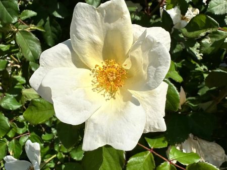 White Knock Out® Rose Tree Online Sale