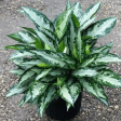 Aglaonema Jubilee Plants For Cheap