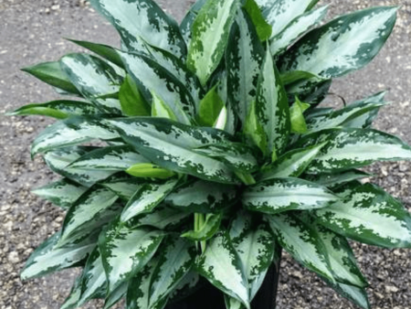 Aglaonema Jubilee Plants For Cheap