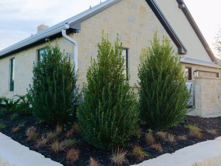 Emerald Colonnade® Holly Hot on Sale