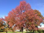 Sweetgum Trees on Sale