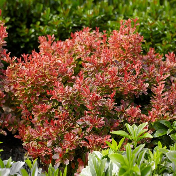 Admiration Barberry Shrub Sale