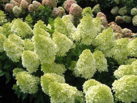 Magical® Candle Hydrangea Shrub For Cheap