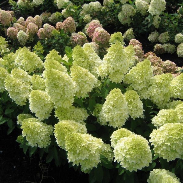 Magical® Candle Hydrangea Shrub For Cheap