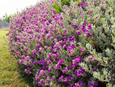 Green Cloud Texas Sage Hot on Sale