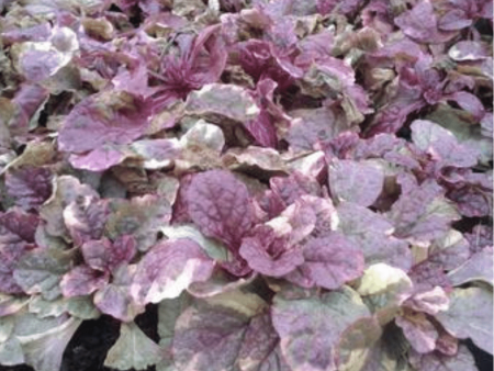 Ajuga Burgundy Glow Online