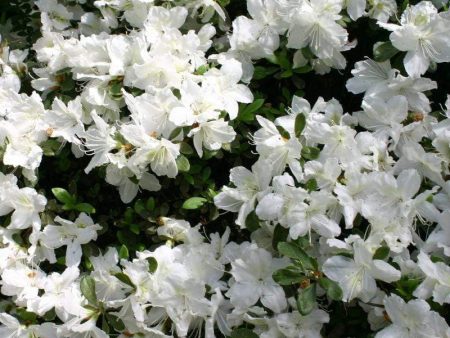 Delaware Valley White Azalea Shrubs Cheap