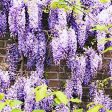 Purple Wisteria Vine Cheap