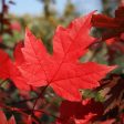 Autumn Blaze Maple Trees Sale