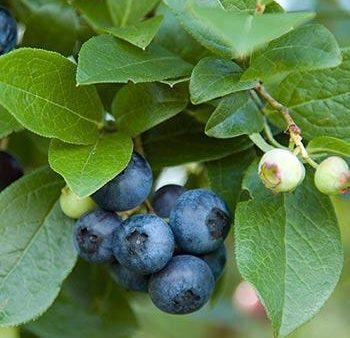 Aurora Blueberry Bush - USDA Organic Online Sale