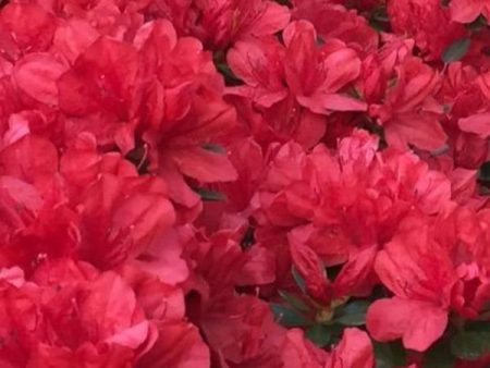 Azalea Hershey Red Shrubs Discount