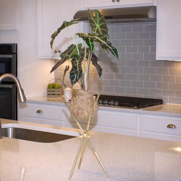 Kokedama Alocasia Plant Online now