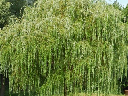 Weeping Willow Tree Cheap