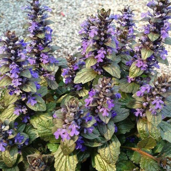 Ajuga Bronze Beauty Online Sale