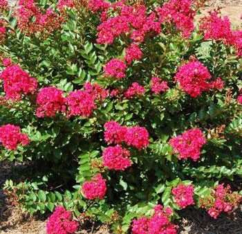 Strawberry Dazzle® Dwarf Crape Myrtle For Cheap